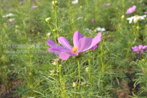 ［6］秋を彩る花々