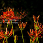 ［6］燃えるように咲く彼岸花