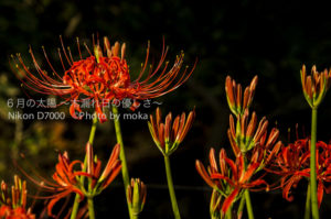 ［6］燃えるように咲く彼岸花