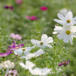 ［6］可憐に咲いたコスモスの花