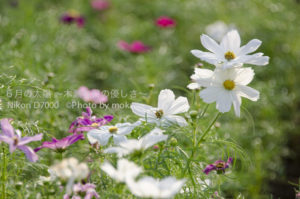 ［6］可憐に咲いたコスモスの花