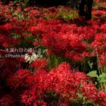 ［6］曼珠沙華の里　〜D800E編〜