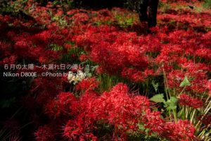 ［6］曼珠沙華の里　〜D800E編〜