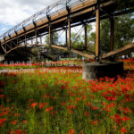 ［6］木の橋と曼珠沙華