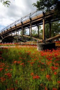 ［6］木の橋と曼珠沙華
