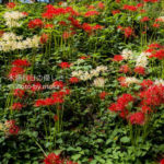 ［6］曼珠沙華の里