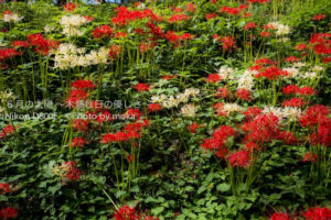 ［6］曼珠沙華の里