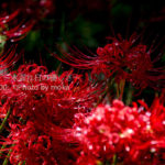 ［6］曼珠沙華の里　〜D7000編〜