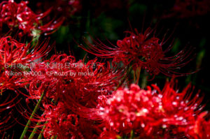 ［6］曼珠沙華の里　〜D7000編〜