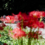 ［6］川沿いに咲く朱い花