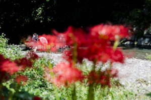 ［6］川沿いに咲く朱い花