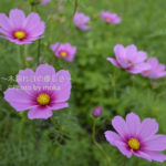 ［6］コスモスの花