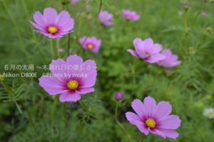 ［6］コスモスの花