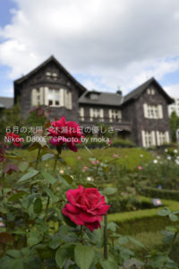 ［6］洋館と秋の薔薇