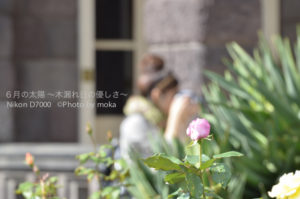 ［6］洋館と秋の薔薇とカメラ女子