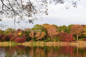 ［6］西日に輝く紅葉