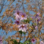 ［6］見上げてみる花