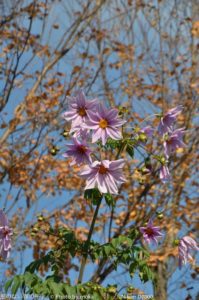 ［6］見上げてみる花