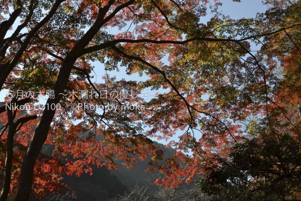 ［6］東京近郊の紅葉