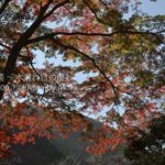 ［6］東京近郊の紅葉