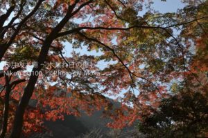 ［6］東京近郊の紅葉