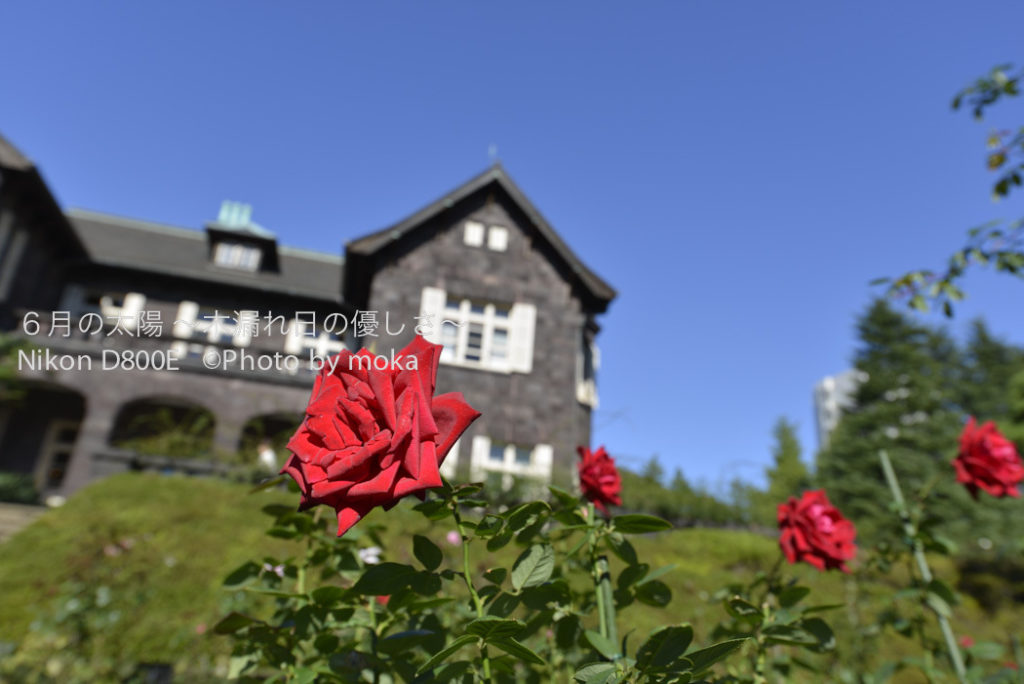 ［6］2012年 秋バラ　〜第一弾〜