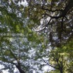 ［6］都会の紅葉は・・