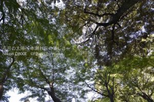 ［6］都会の紅葉は・・