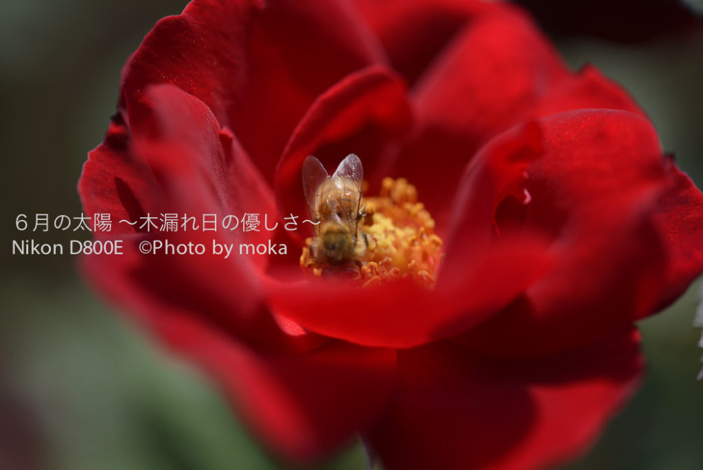 ［6］美しき秋の薔薇