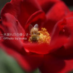 ［6］美しき秋の薔薇