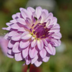 ［6］ダリアはいかがですか