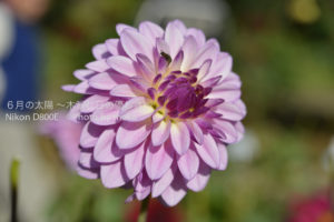 ［6］ダリアはいかがですか