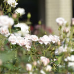 ［6］2012年 秋バラ　〜第二弾〜