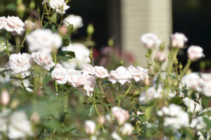 ［6］2012年 秋バラ　〜第二弾〜