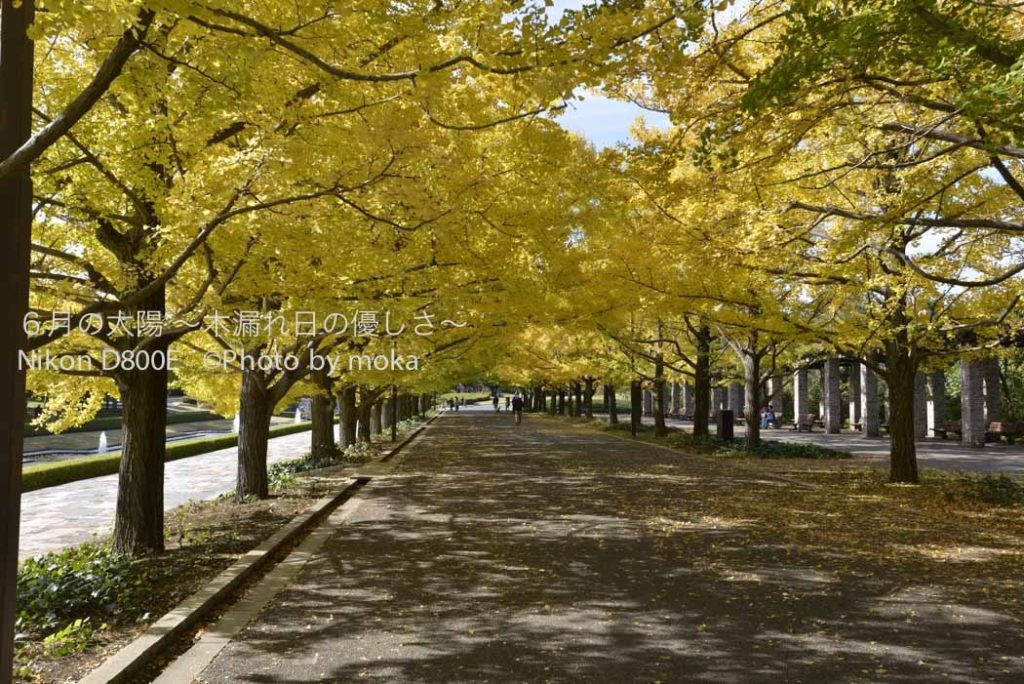 ［6］昭和記念公園のイチョウ