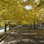 ［6］昭和記念公園のイチョウ