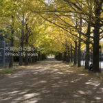 ［6］イチョウのトンネル