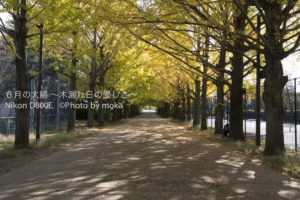 ［6］イチョウのトンネル