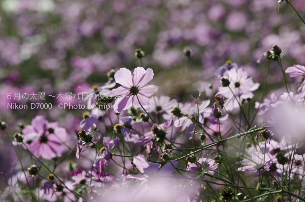 ［6］今年最後のコスモス