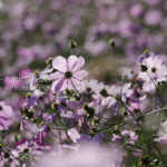 ［6］今年最後のコスモス