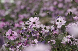 ［6］今年最後のコスモス