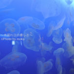 ［6］怪しく泳ぐクラゲ