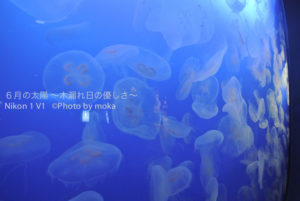 ［6］怪しく泳ぐクラゲ