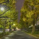 ［6］外苑前の銀杏