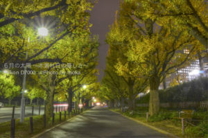 ［6］外苑前の銀杏