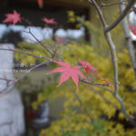 ［6］埼玉の名所、長瀞