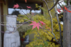 ［6］埼玉の名所、長瀞