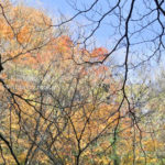 ［6］養老渓谷の紅葉　〜まだまだ見せます（笑）〜