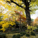 ［6］六義園の紅葉は、まさに同様「もみじ」の世界