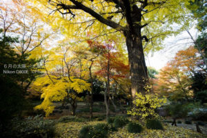 ［6］六義園の紅葉は、まさに同様「もみじ」の世界